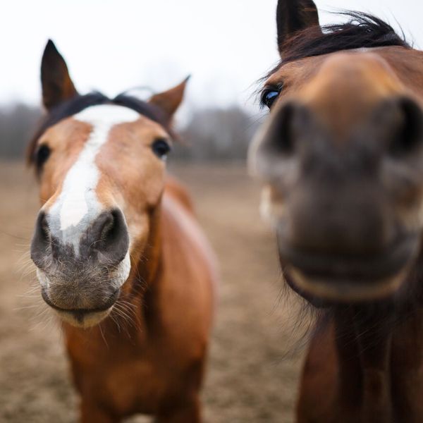 Advantages of Using an Automatic Forage Feeder AUTOMATIC HORSE FEEDERS